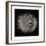 Datura II-Chris Dunker-Framed Collectable Print