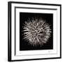 Datura II-Chris Dunker-Framed Collectable Print