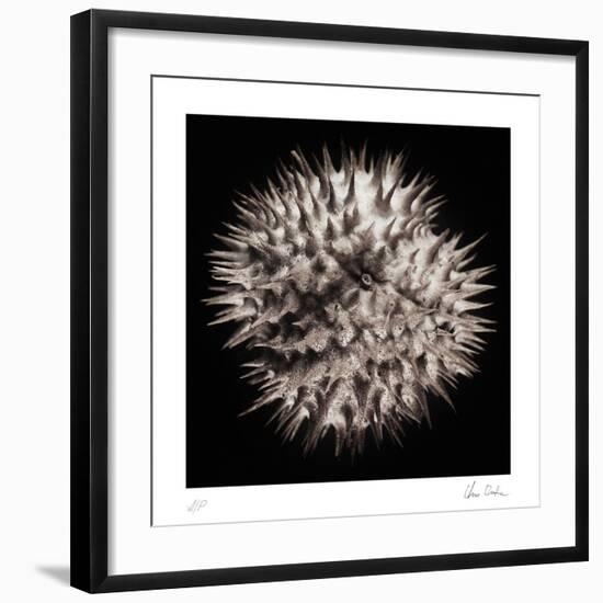 Datura III-Chris Dunker-Framed Collectable Print