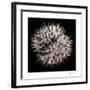 Datura III-Chris Dunker-Framed Collectable Print