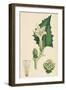 Datura Stramonium Common Thorn-Apple-null-Framed Giclee Print