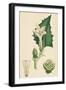 Datura Stramonium Common Thorn-Apple-null-Framed Giclee Print