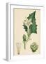 Datura Stramonium Common Thorn-Apple-null-Framed Giclee Print