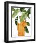 Daughter Nature II-Grace Popp-Framed Art Print