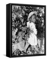 Daughter of Sharecropper, Lonnie Fair, in Field Picking Cotton-Alfred Eisenstaedt-Framed Stretched Canvas