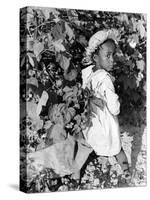 Daughter of Sharecropper, Lonnie Fair, in Field Picking Cotton-Alfred Eisenstaedt-Stretched Canvas