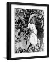 Daughter of Sharecropper, Lonnie Fair, in Field Picking Cotton-Alfred Eisenstaedt-Framed Photographic Print