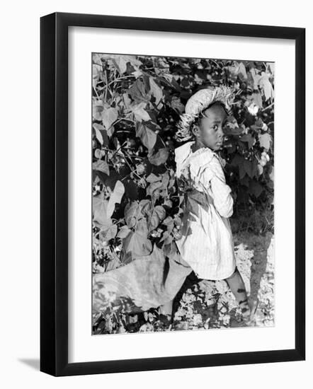 Daughter of Sharecropper, Lonnie Fair, in Field Picking Cotton-Alfred Eisenstaedt-Framed Photographic Print