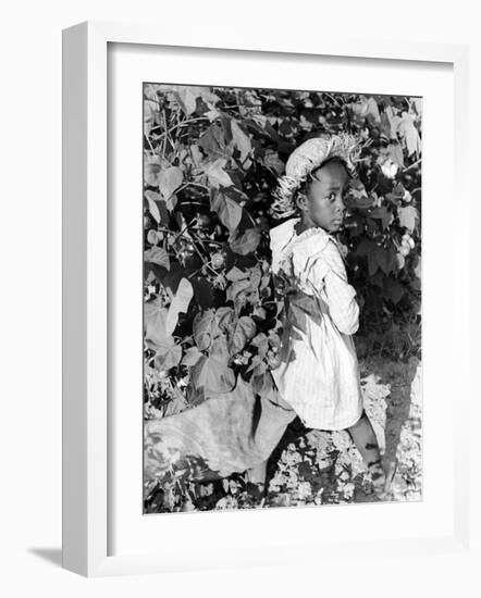 Daughter of Sharecropper, Lonnie Fair, in Field Picking Cotton-Alfred Eisenstaedt-Framed Photographic Print