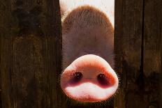 Pig Nose in Wooden Fence. Young Curious Pig Smells Photo Camera. Funny Village Scene with Pig. Agri-Davdeka-Framed Photographic Print