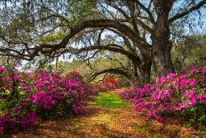 South Carolina Spring Flowers Charleston SC Lowcountry Scenic Nature Landscape with Blooming Pink A-Dave Allen Photography-Stretched Canvas