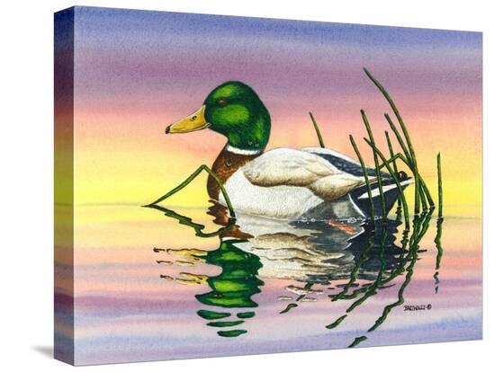 Stretched Canvas Print, , large