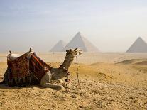 Lone Camel Gazes Across the Giza Plateau Outside Cairo, Egypt-Dave Bartruff-Photographic Print
