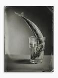 Mackerel in a Water Glass-Dave King-Photographic Print