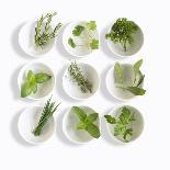 Nine White Dishes Each Containing a Different Fresh Herb-Dave King-Photographic Print