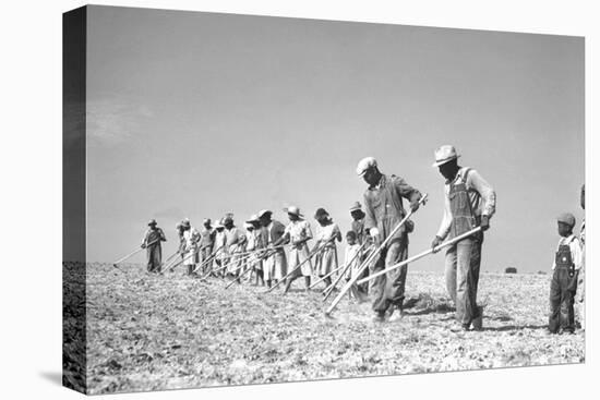 Dave Lewis and His 575 Acre Farm-C Harmon-Stretched Canvas