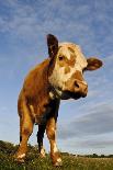 Domestic Cattle, beef youngstock, standing in pasture, The Lotts-Dave Pressland-Mounted Photographic Print