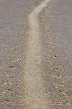 Grey Seal (Halichoerus grypus) tracks in sand, Donna Nook, Lincolnshire, England-Dave Pressland-Mounted Photographic Print