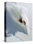 Dave Richards Skiing in Deep Powder Snow-Lee Cohen-Stretched Canvas