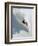 Dave Richards Skiing in Deep Powder Snow-Lee Cohen-Framed Photographic Print