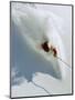 Dave Richards Skiing in Deep Powder Snow-Lee Cohen-Mounted Photographic Print