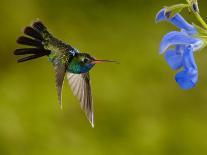 Broad-Billed Hummingbird, Male Feeding on Garden Flowers, USA-Dave Watts-Framed Photographic Print