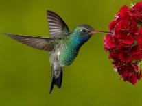 Broad-Billed Hummingbird, Male Feeding on Garden Flowers, USA-Dave Watts-Photographic Print