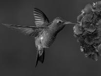 Broad-Billed Hummingbird, Male Feeding on Garden Flowers, USA-Dave Watts-Laminated Photographic Print