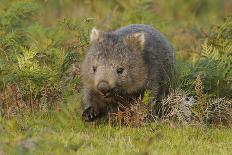 Common Wombat (Vombatus Ursinus). Tasmania, Australia, February-Dave Watts-Photographic Print