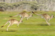 Eastern Grey Kangaroo (Macropus Giganteus) Bounding-Dave Watts-Photographic Print