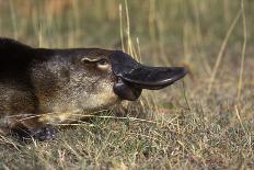 Eastern Quoll, Pale Phase (Dasyurus Viverrinus) Tasmania, Australia-Dave Watts-Photographic Print