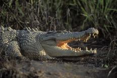 Saltwater Crocodile (Crocodylus Porosus) Northern Territory, Australia-Dave Watts-Photographic Print
