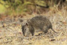 Common Wombat (Vombatus Ursinus). Tasmania, Australia, February-Dave Watts-Photographic Print