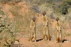 Yellow Mongooses (Cynictis Penicillata) Standing Alert, Kgalagadi National Park, South Africa-Dave Watts-Photographic Print