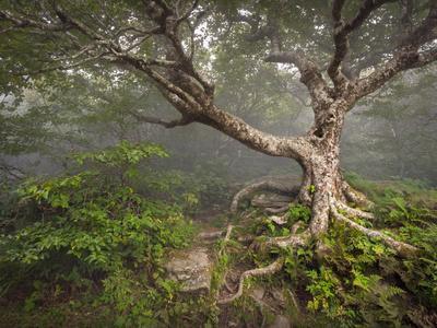 Creepy Fairytale Tree Spooky Forest Fog Appalachian Nc Fantasy Landscape