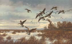 Coming In, Canada Geese-David A Maass-Premium Giclee Print