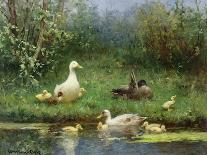 Ducks on a Riverbank-David Adolph Constant Artz-Stretched Canvas