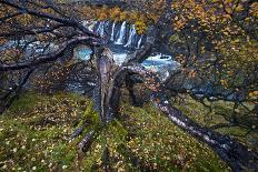 Birch tree, next to waterfall, Iceland-David Allemand-Photographic Print