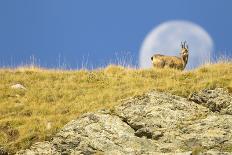 Chamois walking with the moon behind, Mercantour National Park, France, October.-David Allemand-Photographic Print