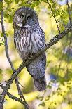 Short-eared-owl (Asio flammeus) looking for prey from fence post, Vendee, France-David Allemand-Photographic Print