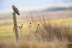 Snowy owl (Bubo scandiacus)  Female landing in the snow, Quebec, Canada-David Allemand-Photographic Print