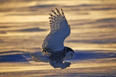 Short-eared-owl (Asio flammeus) looking for prey from fence post, Vendee, France-David Allemand-Laminated Photographic Print