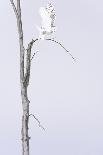 Snowy owl (Bubo scandiacus)  Female taking off the winter tree, Quebec, Canada-David Allemand-Photographic Print
