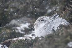 Mountain Hare (Lepus Timidus), Scottish Highlands, Scotland, United Kingdom, Europe-David and Louis Gibbon-Stretched Canvas