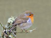 Robin (Erithacus Rubecula), Lake District, Cumbria, England, United Kingdom, Europe-David and Louis Gibbon-Mounted Photographic Print