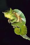 Frog Clinging to Leaf-David Aubrey-Photographic Print