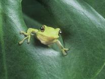 Tree Frog Resting on Snail's Shell-David Aubrey-Photographic Print