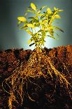 Plant with Roots Digging into Soil-David Aubrey-Photographic Print