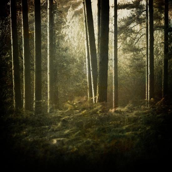 Premium Photographic Print, , large