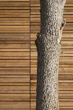 Tree Trunk Against Wood Clad Exterior-David Barbour-Framed Photo